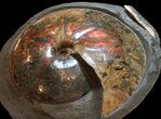 Museum Quality Placenticeras Ammonite - South Dakota #31427-8